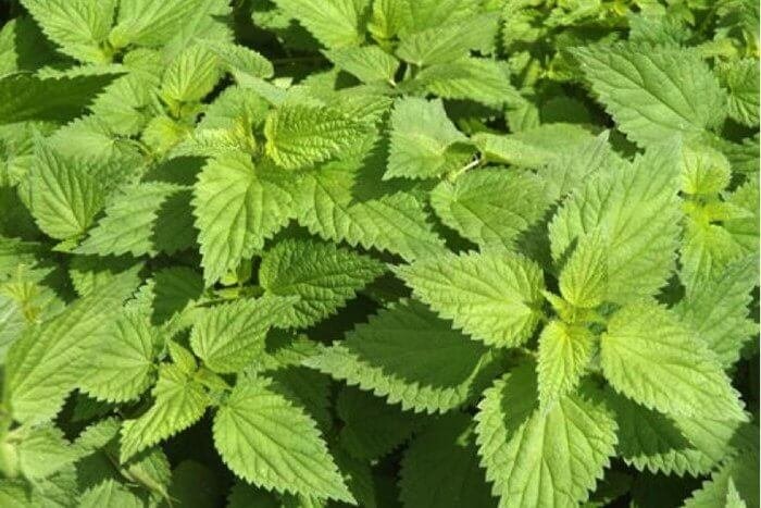 6 Benefits of Stinging Nettle (Plus Side Effects)