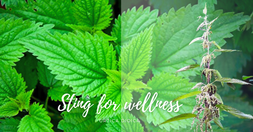 stinging nettle